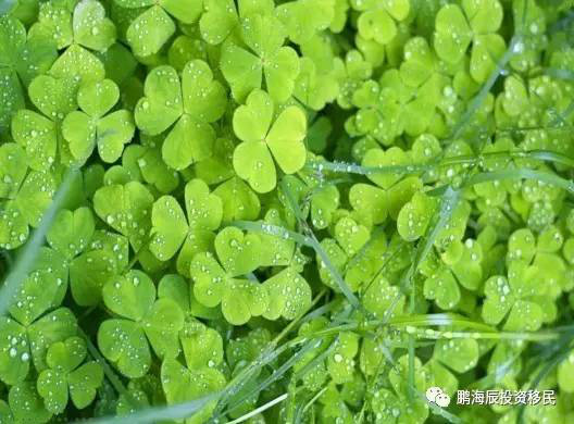 大家好！我叫爱尔兰，这是我2017年最新名片，请多关照！